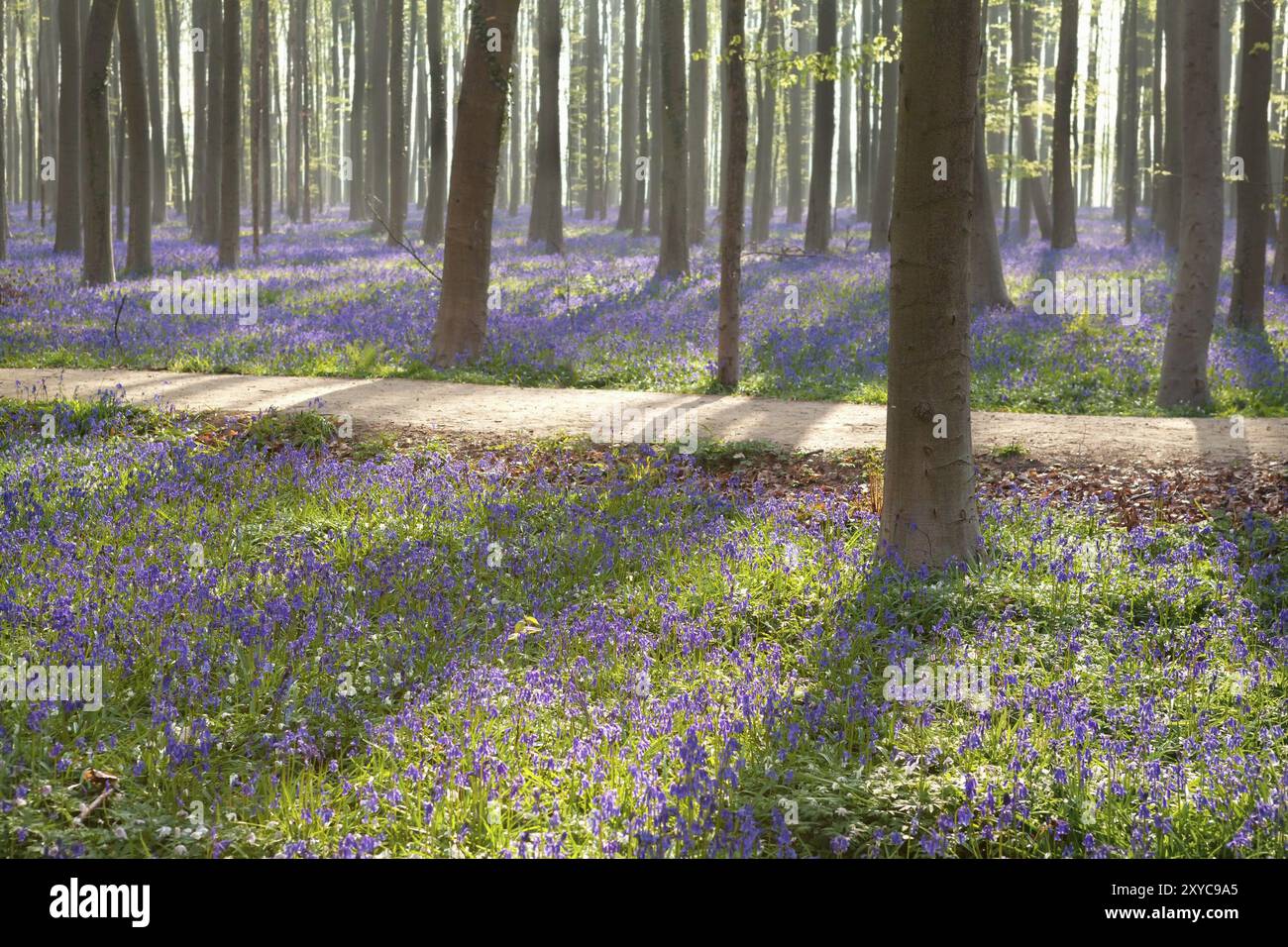 Pfad im Halleschen Wald mit Blauglockenblumen, Belgien, Europa Stockfoto