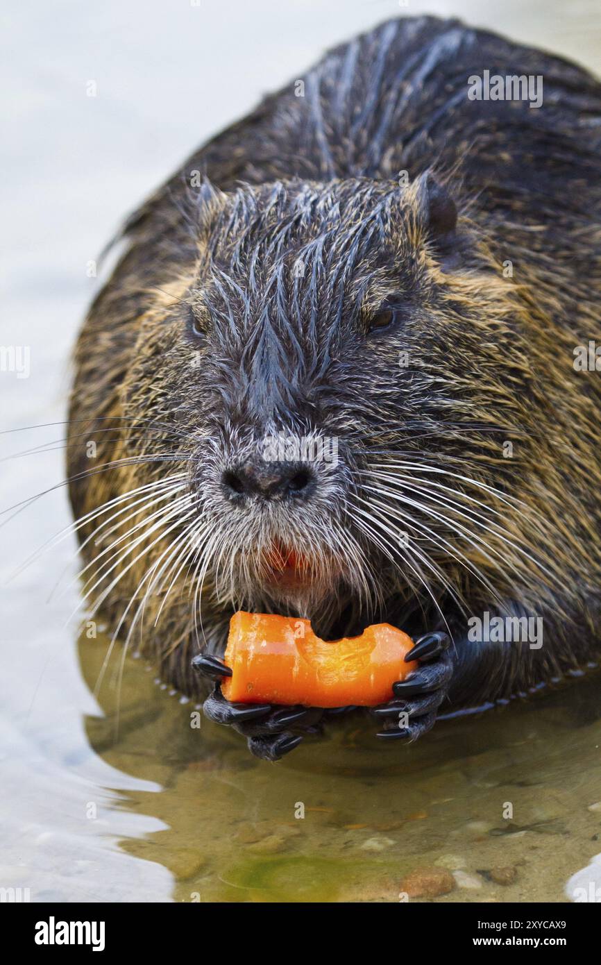 Nutria (Biber brummeln) Stockfoto