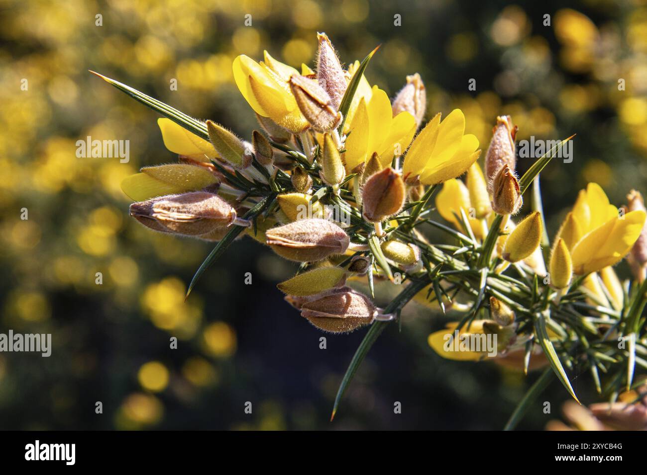 Gelbe Gorse in Blume auf Heideflächen. Galicien, Spanien, Europa Stockfoto