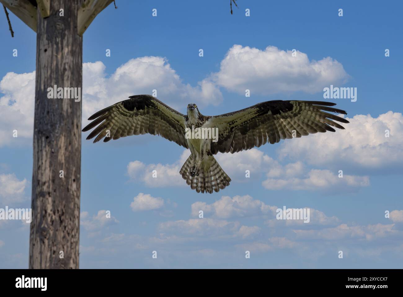 Der westliche Fischadler (Pandion haliaetus), Weibchen fliegt zum Nest Stockfoto