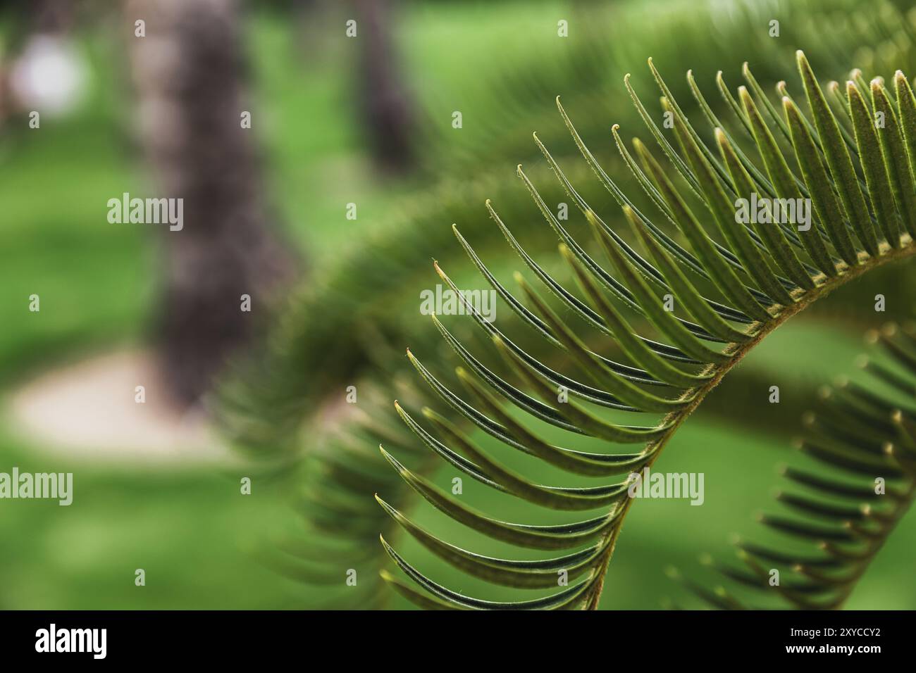 Verschiedene grüne Palmenblätter in der Natur im Freien aus nächster Nähe. Natürlicher Hintergrund. Die Schönheit der Natur. Entspannungszeit im Garten. Entspannen Sie sich im nationa Stockfoto