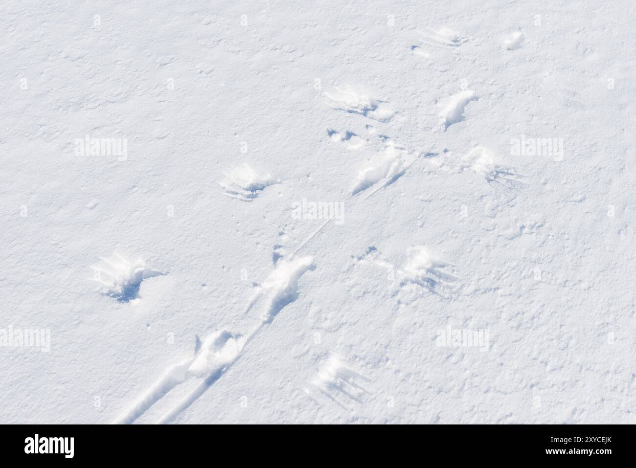 Tracks of a Flying Rock Ptarmigan (Laggopus mutus), Alesjaure, Norrbotten, Lappland, Schweden, März 2014, Europa Stockfoto