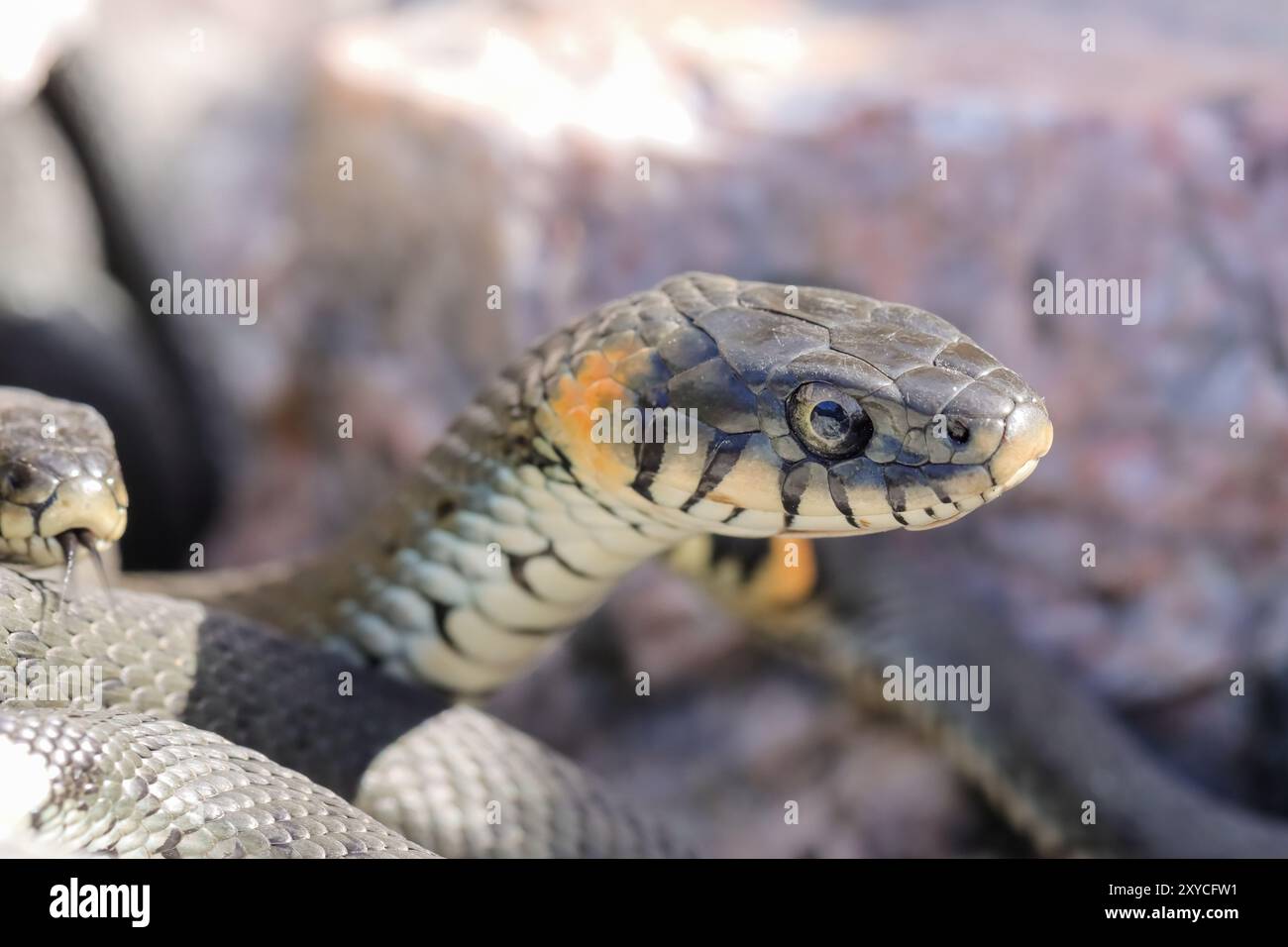 Die Grasschlange (Natrix natrix) ist nicht giftig. Sie wird oft in der Nähe von Wasser gefunden. Es hängt an warmen Frühlingstagen in den Felsen. Paarungszeit im April. Stockfoto