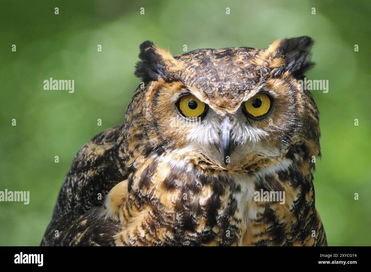 - Virginia Uhu beobachtet seine Umgebung. (Eigengewicht) . Virginia-Eulen beobachten seine Umgebung. (Unverlierbar) Stockfoto