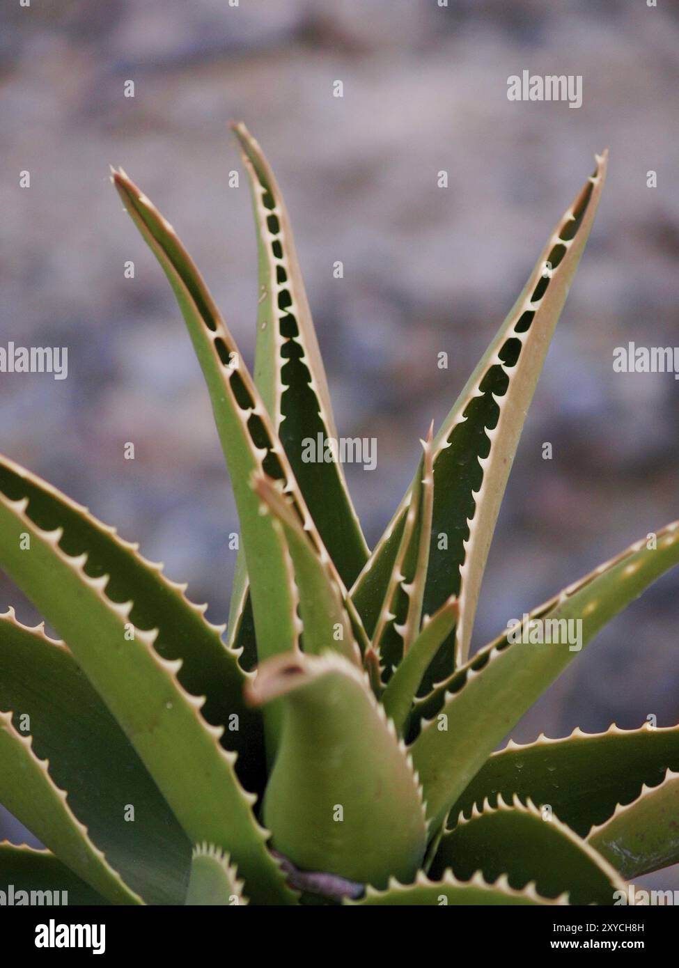 Nahaufnahme eines großen Kaktus draußen Stockfoto