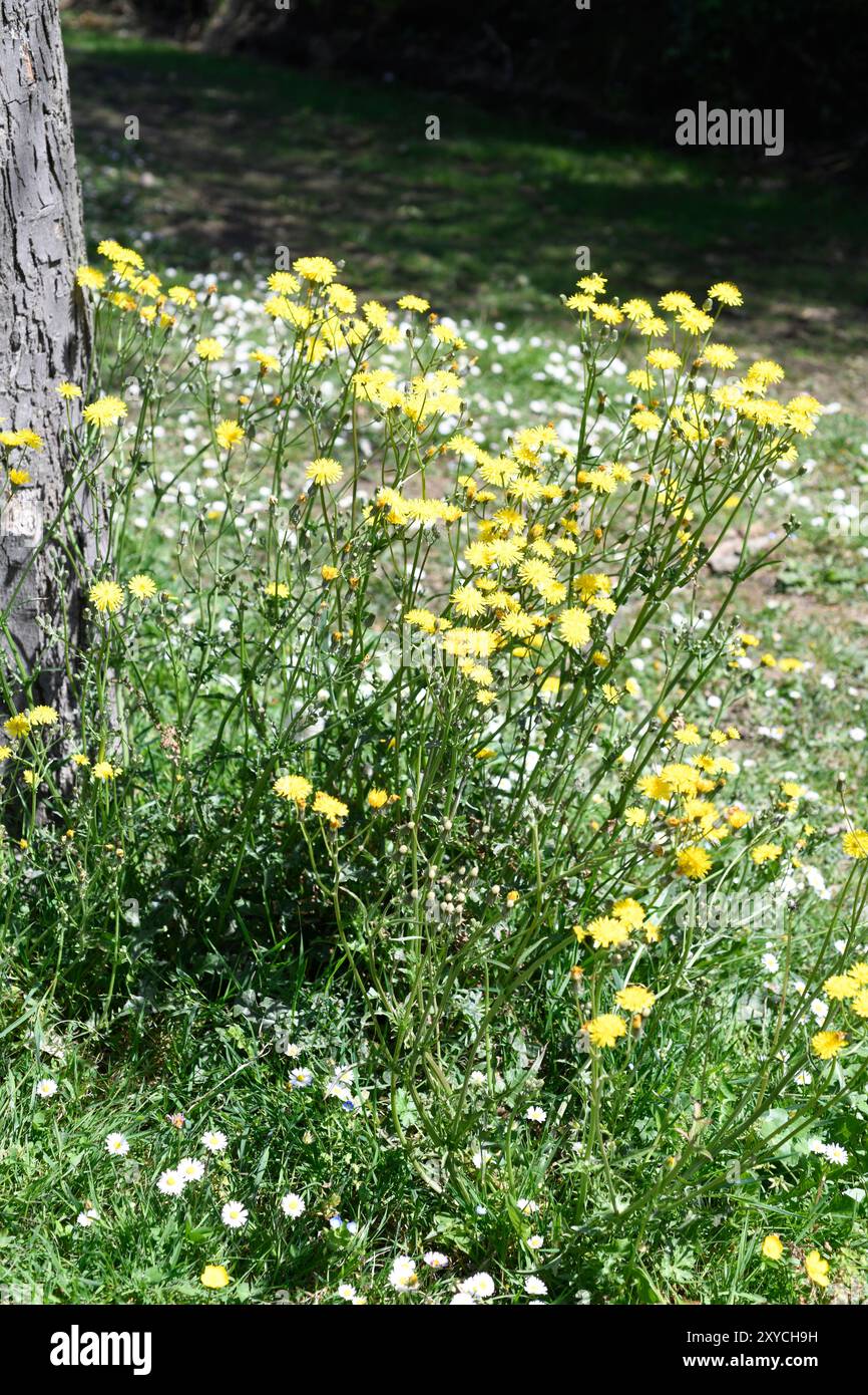 Schnabelhaweinbart (Crepis vesicaria) ist ein jährlich oder mehrjähriges Kraut, das in Westeuropa beheimatet ist. Dieses Foto wurde in Saint Jean de Luz in Frankreich aufgenommen. Stockfoto