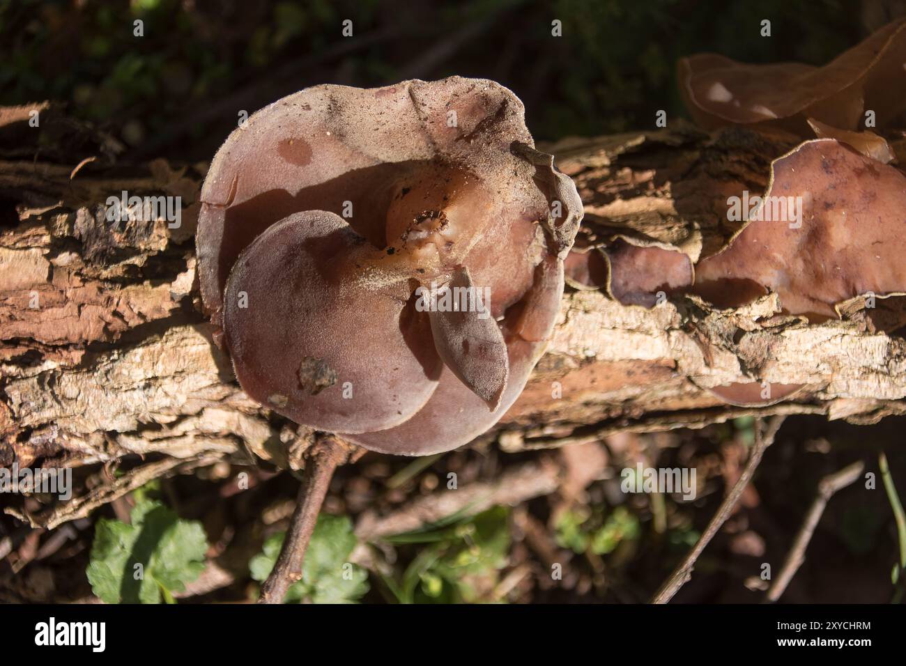Wolkenohrpilz, Auricularia cornea, wächst im späten Winter auf totem Holz im Garten in Queensland, Australien. Unregelmäßige wellenförmige braune und graue Formen. Stockfoto