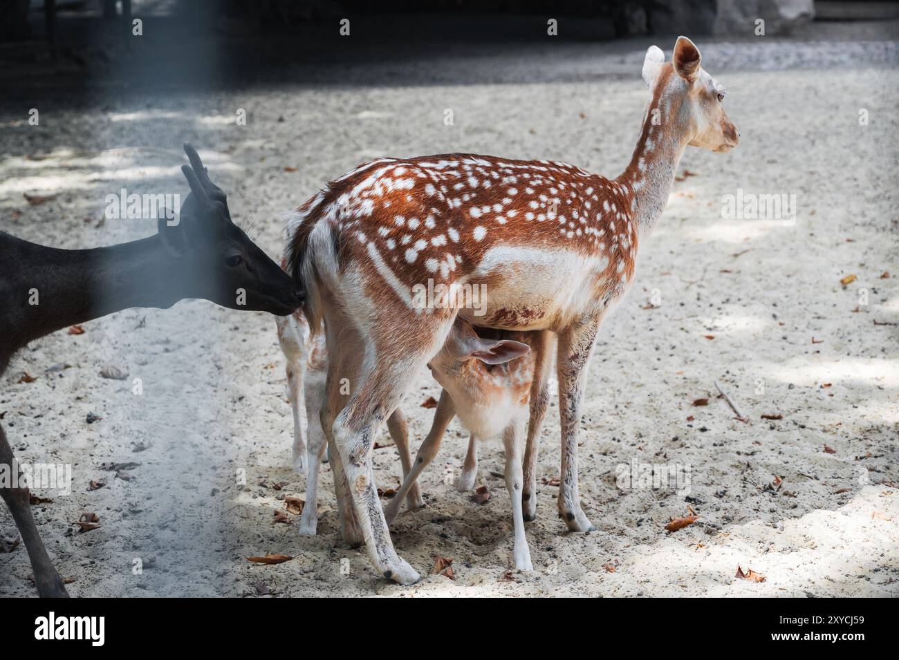 Baby-Rehkitz wird mit Muttermilch gefüttert. Ein Bild aus dem Zoo Stockfoto