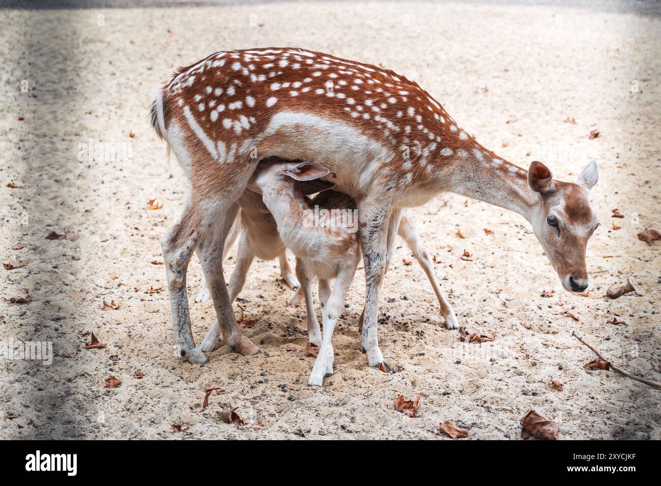Baby-Rehkitz wird mit Muttermilch gefüttert. Ein Bild aus dem Zoo Stockfoto