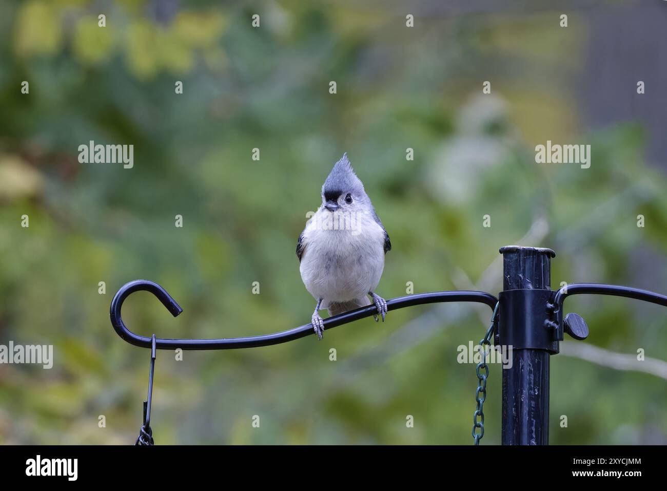 Tufted Titmouse (Baeolophus bicolor), kleiner amerikanischer songvogel, ist nicht wandernd und ursprünglich im Ohio River und Mississippi River beheimatet Stockfoto