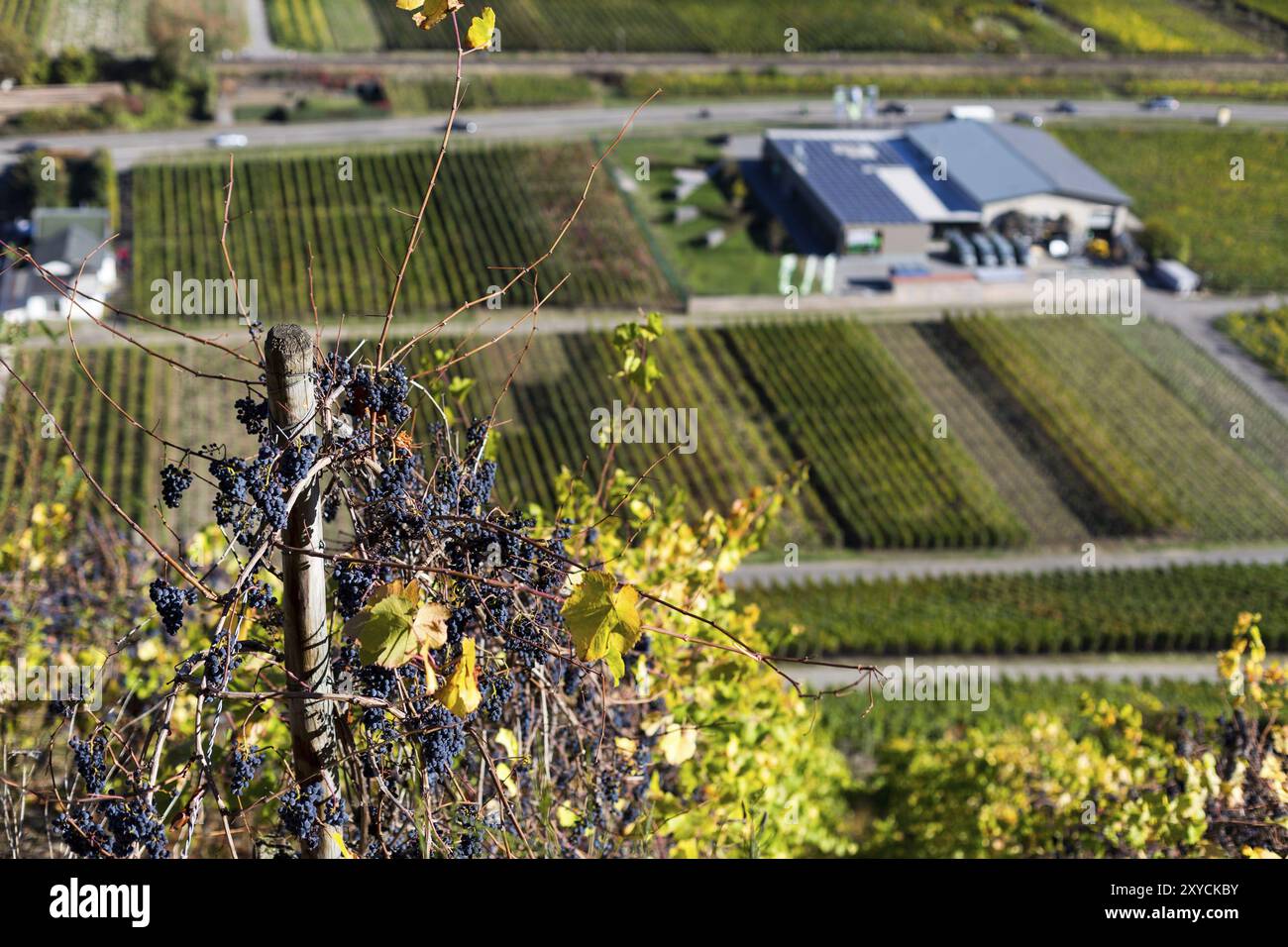 Trauben mit Winzergenossenschaft im Ahrtal Stockfoto