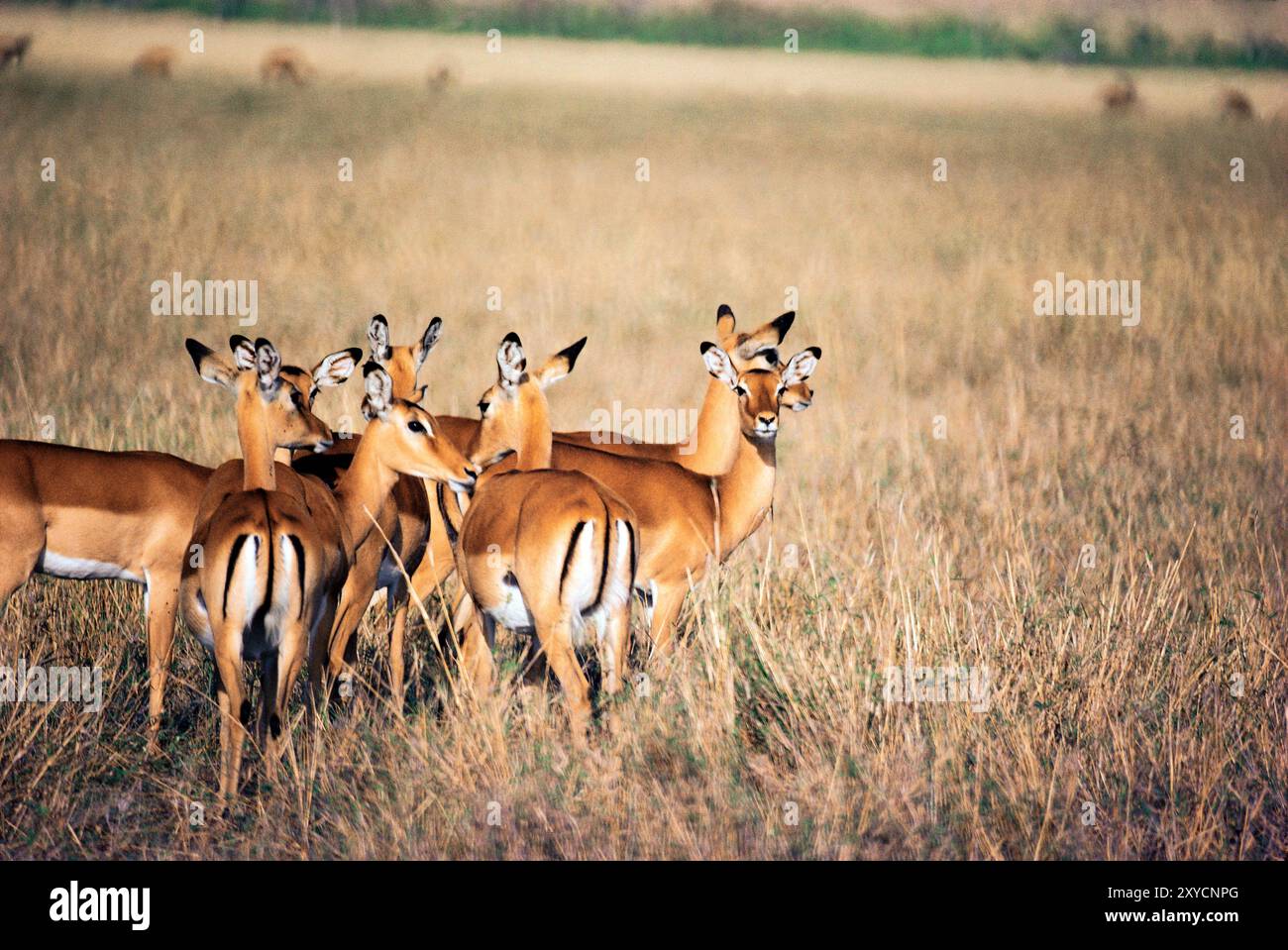 Kenia. Gruppe von Impala Antilopen. (Aepyceros melampus). Stockfoto