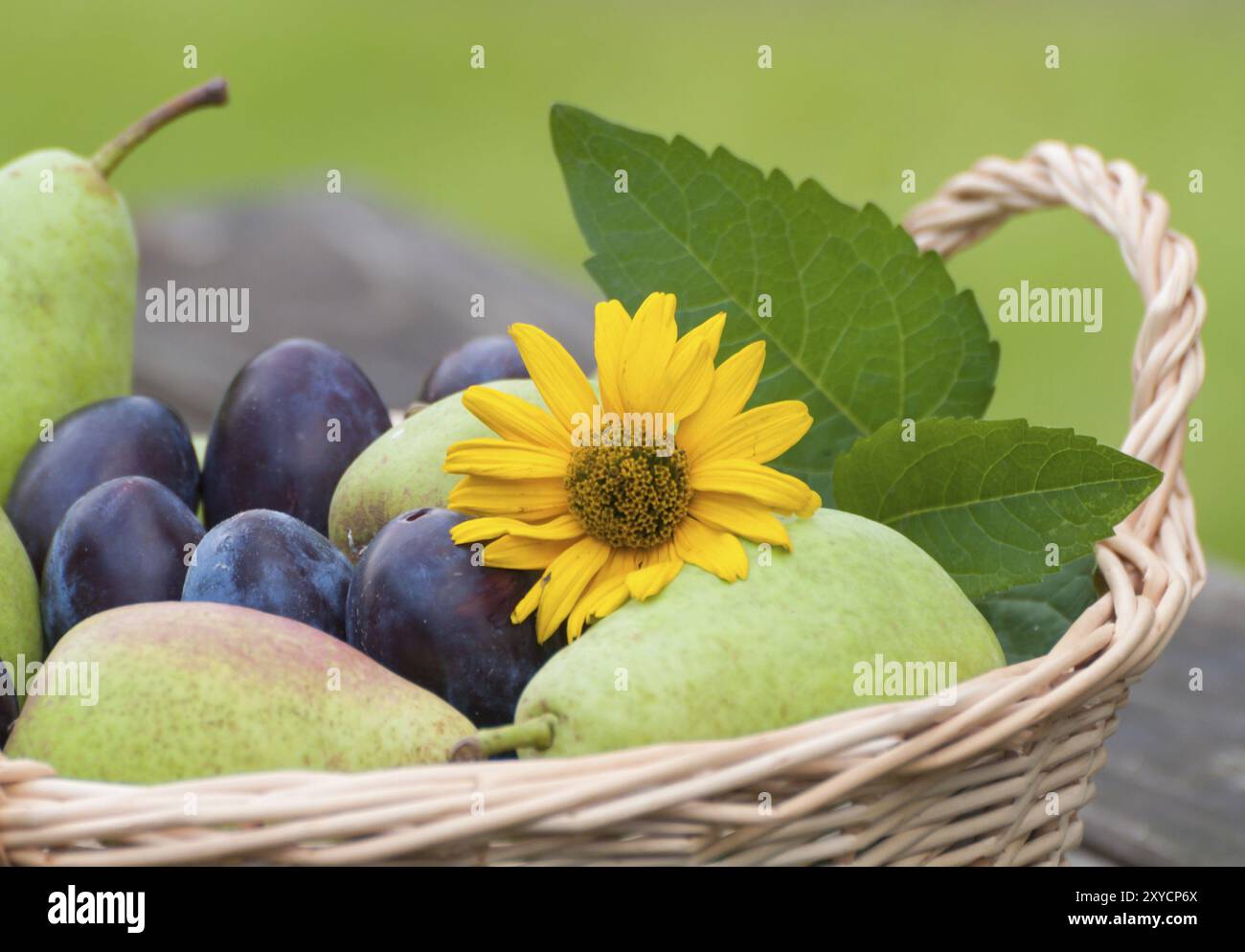 Korb gefüllt mit einem Arrangement aus Pflaumen und Birnen, gekrönt mit einer dekorativen gelben Blume. Korb gefüllt mit frisch geernteten violetten Pflaumen Stockfoto
