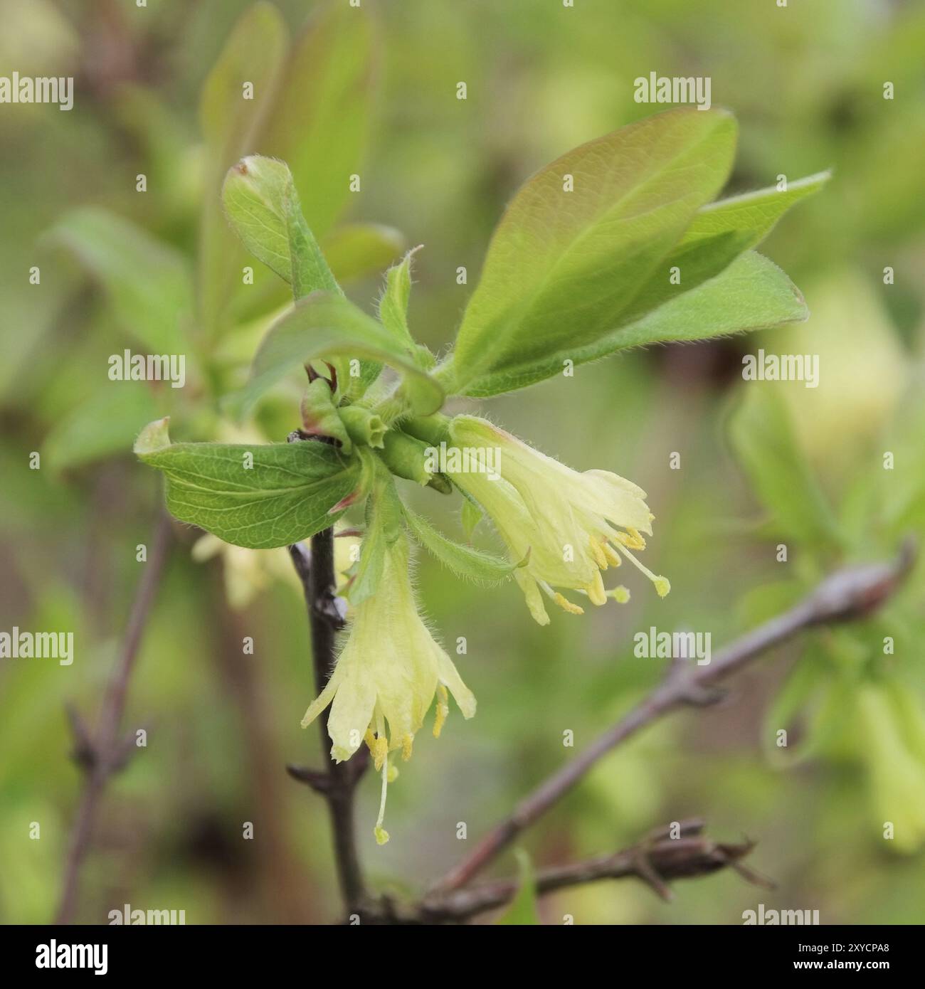 Maibeere Bluete, Lonicera kamtschatica Blüte 02 Stockfoto