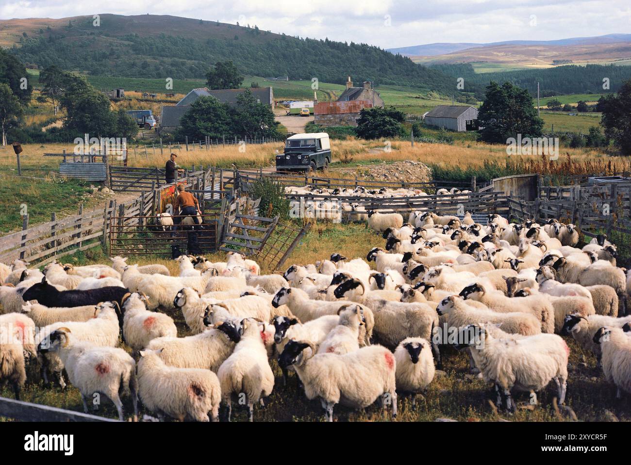 Schottland. Perth Und Kinross. Farm in der Nähe von Alyth. Schottisches Schwarzgesichtsschaf im Stall. (Historisches Foto aus den 1970er Jahren). Stockfoto
