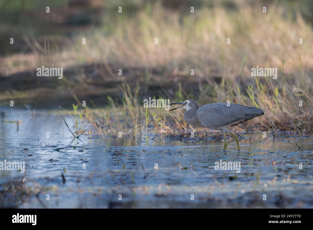 Ein einziger, weißgesichtiger Reiher im Tarnmodus weht durch das Sumpfland rund um Lake Dunn in Aramac, Australien, auf der Suche nach Beute. Stockfoto