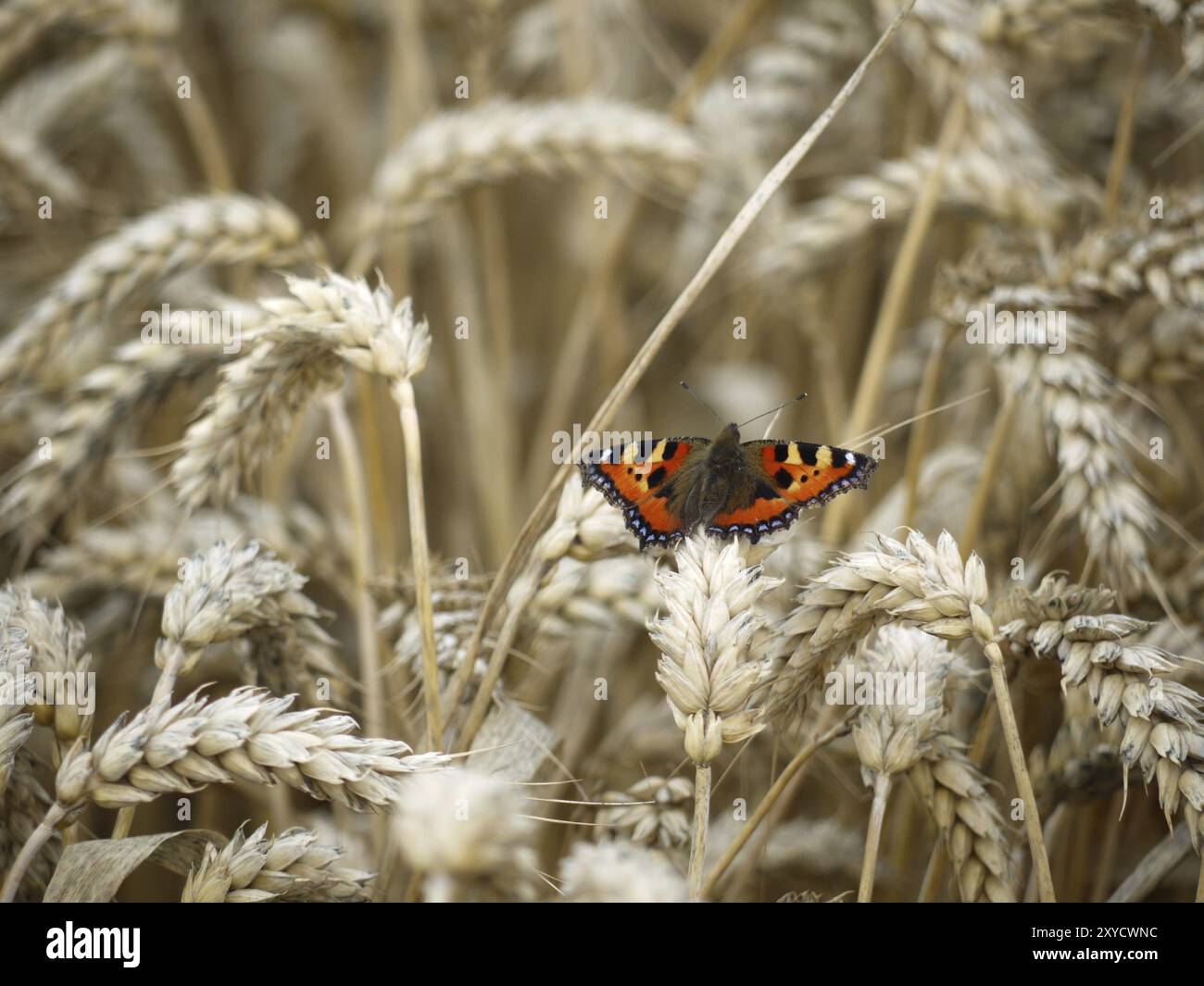 Kleine Schildpatt im Weizenfeld Stockfoto