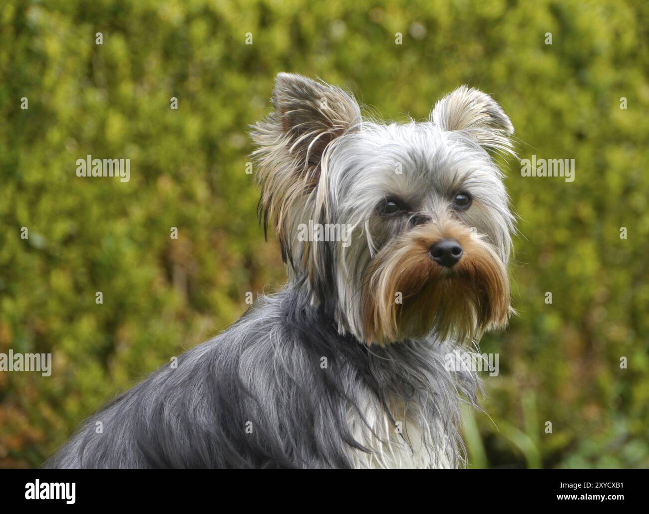 Yorkshire-Terrier Stockfoto