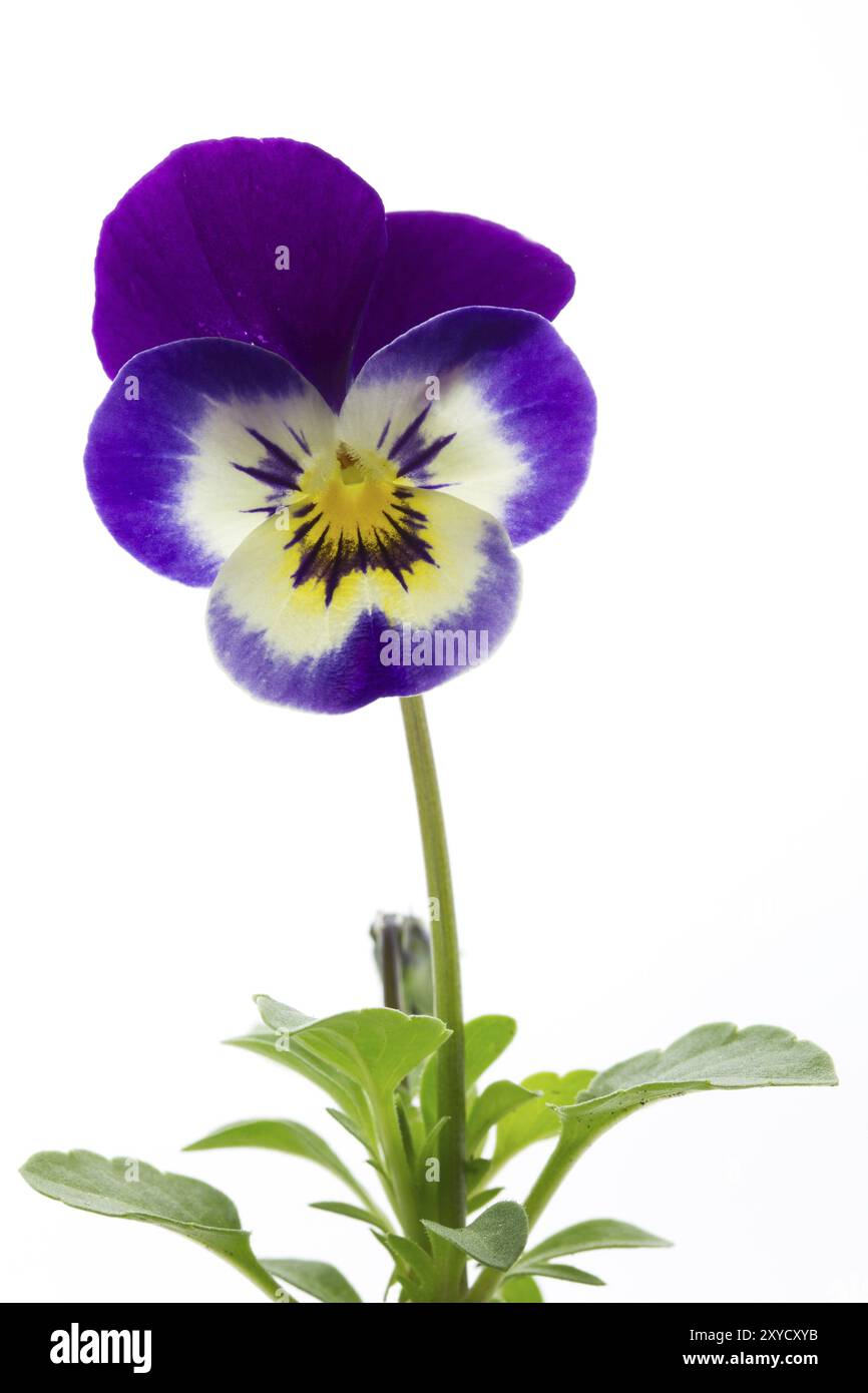 Gehörntes Violett (Viola cornuta, Stiefmütterchen), abgeschnitten Stockfoto