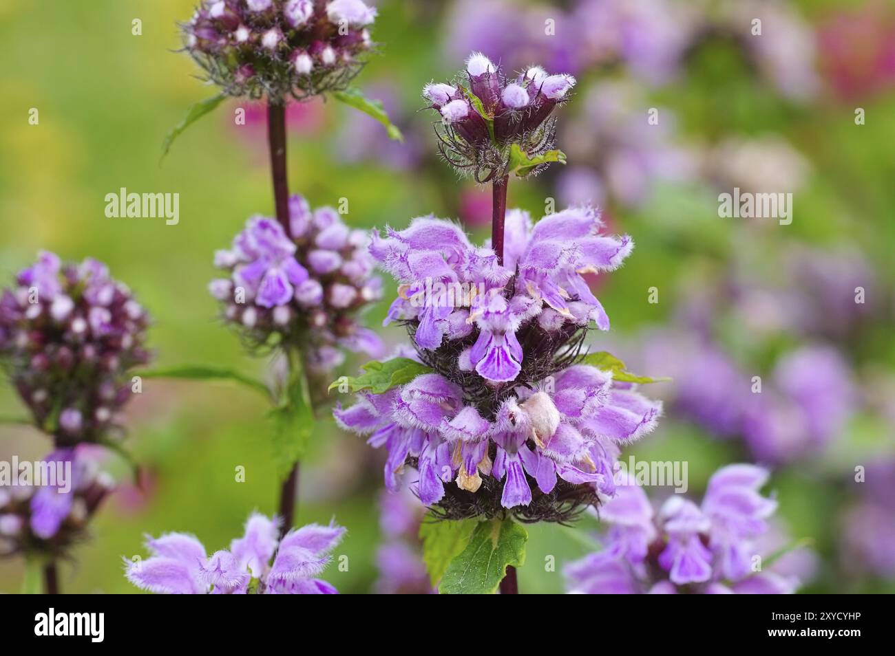 Brandkraut, Phlomis maximowiczii, Phlomis maximowiczii eine violette Wildblume Stockfoto