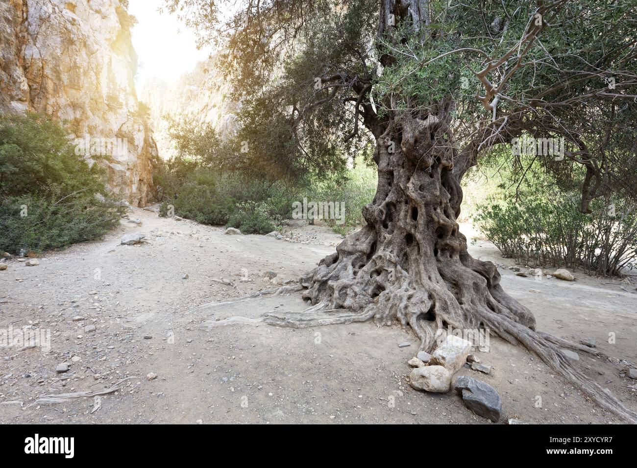 Olivenbaum in der Agiofarango-Schlucht, Kreta, Griechenland, Europa Stockfoto
