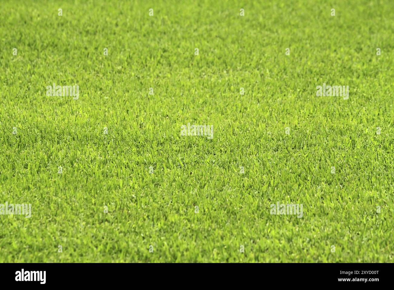 Grünes Gras, Natur Hintergrund Stockfoto