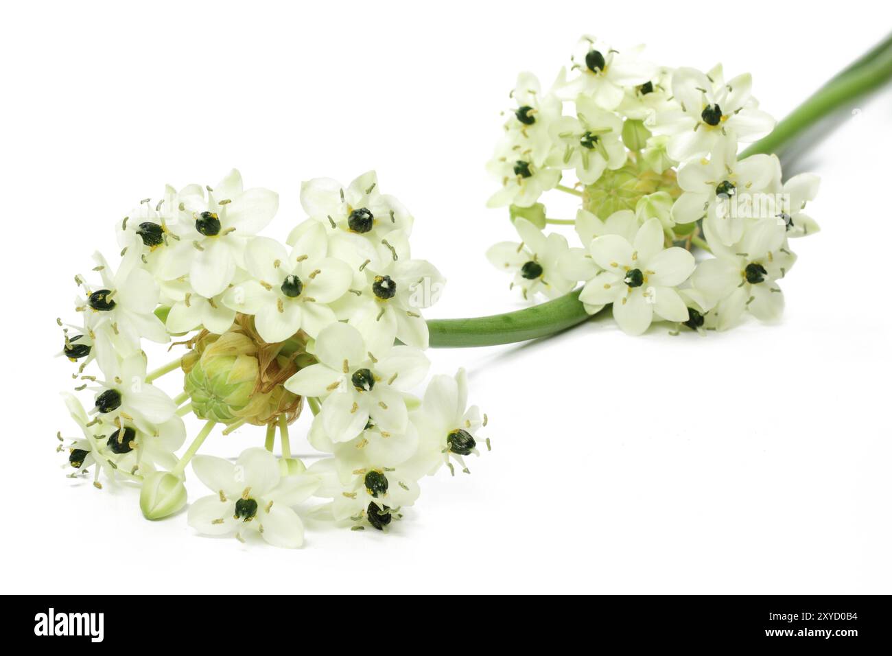 Milchstern (Ornithogalum arabicum) Stockfoto