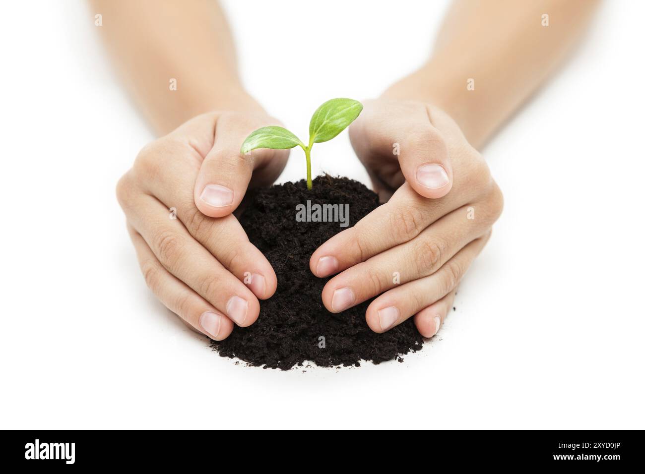 Neues LIFE-Konzept, menschliche Hand hält kleine grüne Pflanzensprossen Blattwachstum an Schmutzboden Haufen weiß isoliert Stockfoto