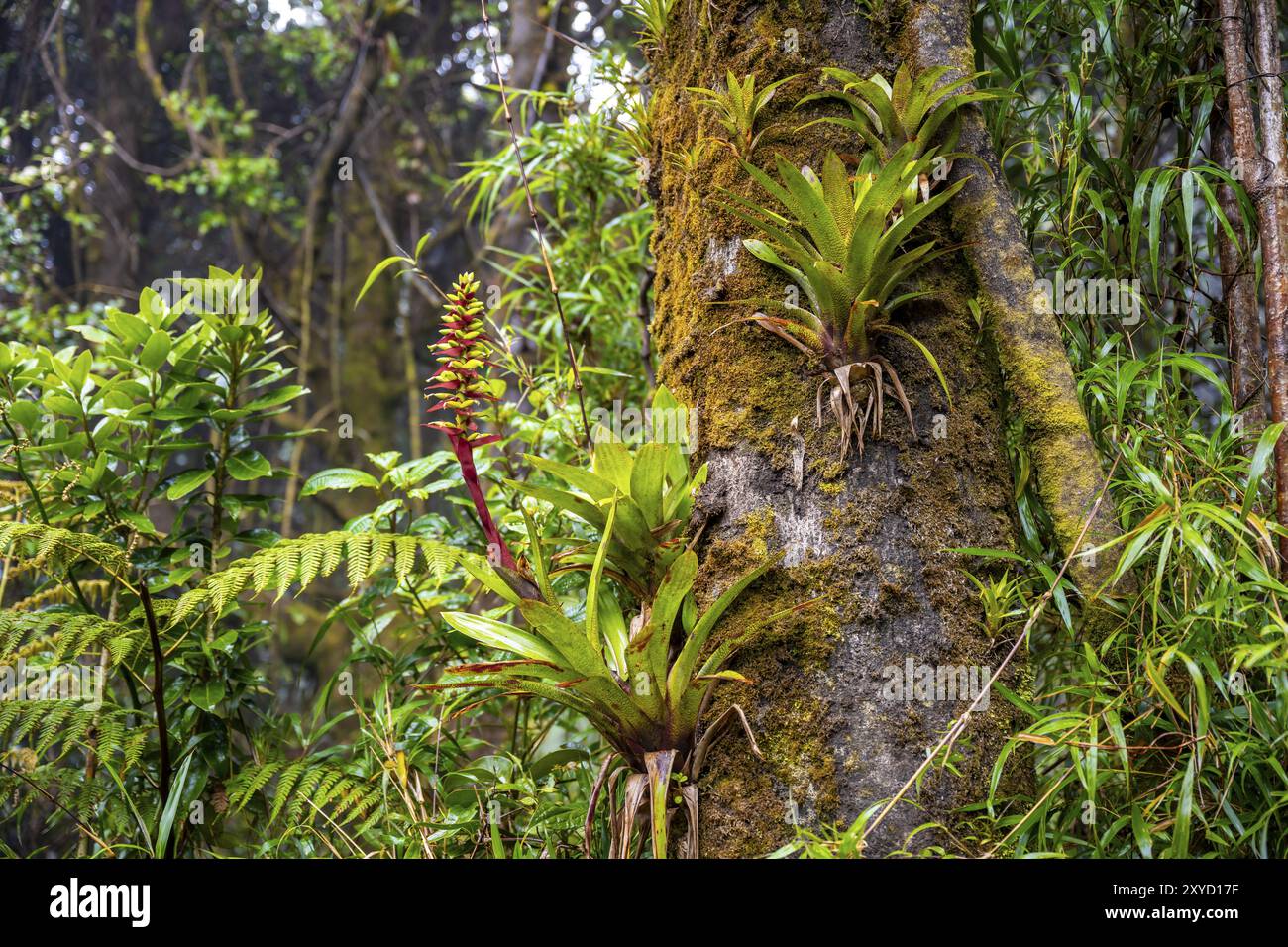 Bromelien (Bromeliaceae), die auf einem Baumstamm im Regenwald wachsen, Nationalpark Poas, zentrales Hochland, Provinz Alajuela, Costa Rica, Zentraler Ame Stockfoto