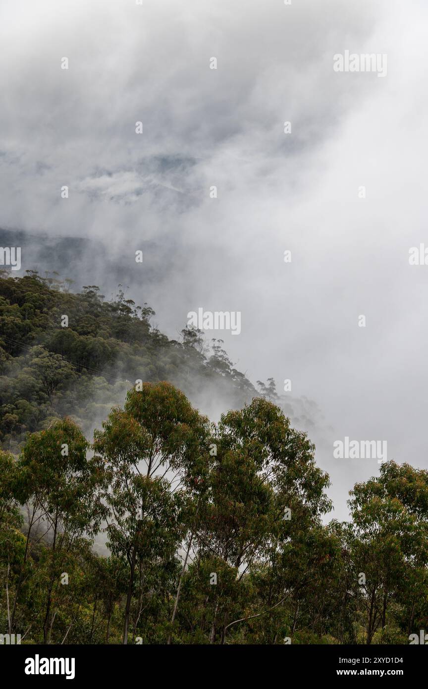 In Katoomba, New South Wales, Australien, entsteht am frühen Morgen herbstlicher Nebel aus den steilen Hängen der dichten Wälder. Es liegt im Greater Blue Mount Stockfoto