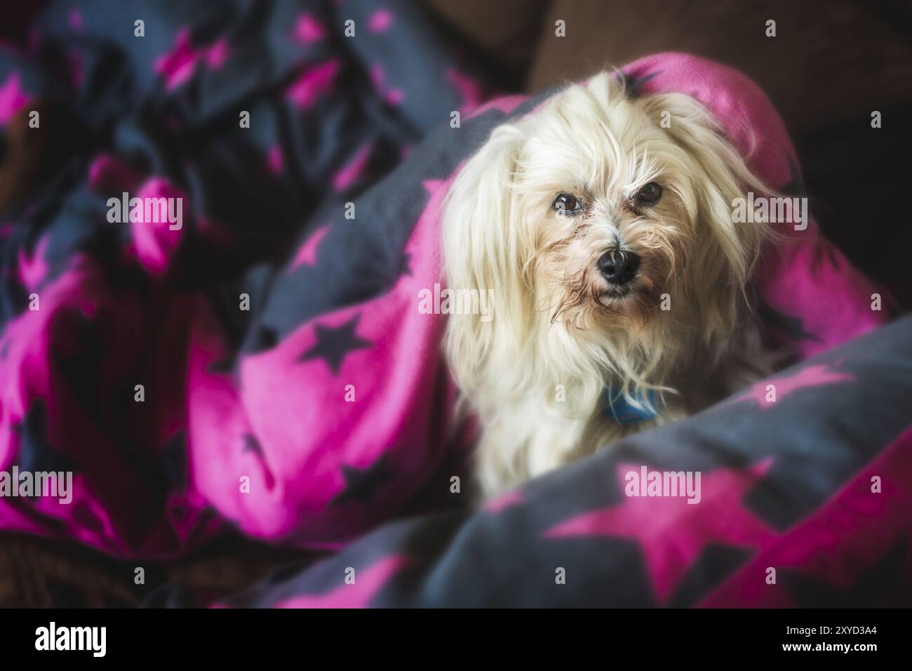 Ein kleiner weißer Havanese macht es sich auf dem Sofa bequem Stockfoto