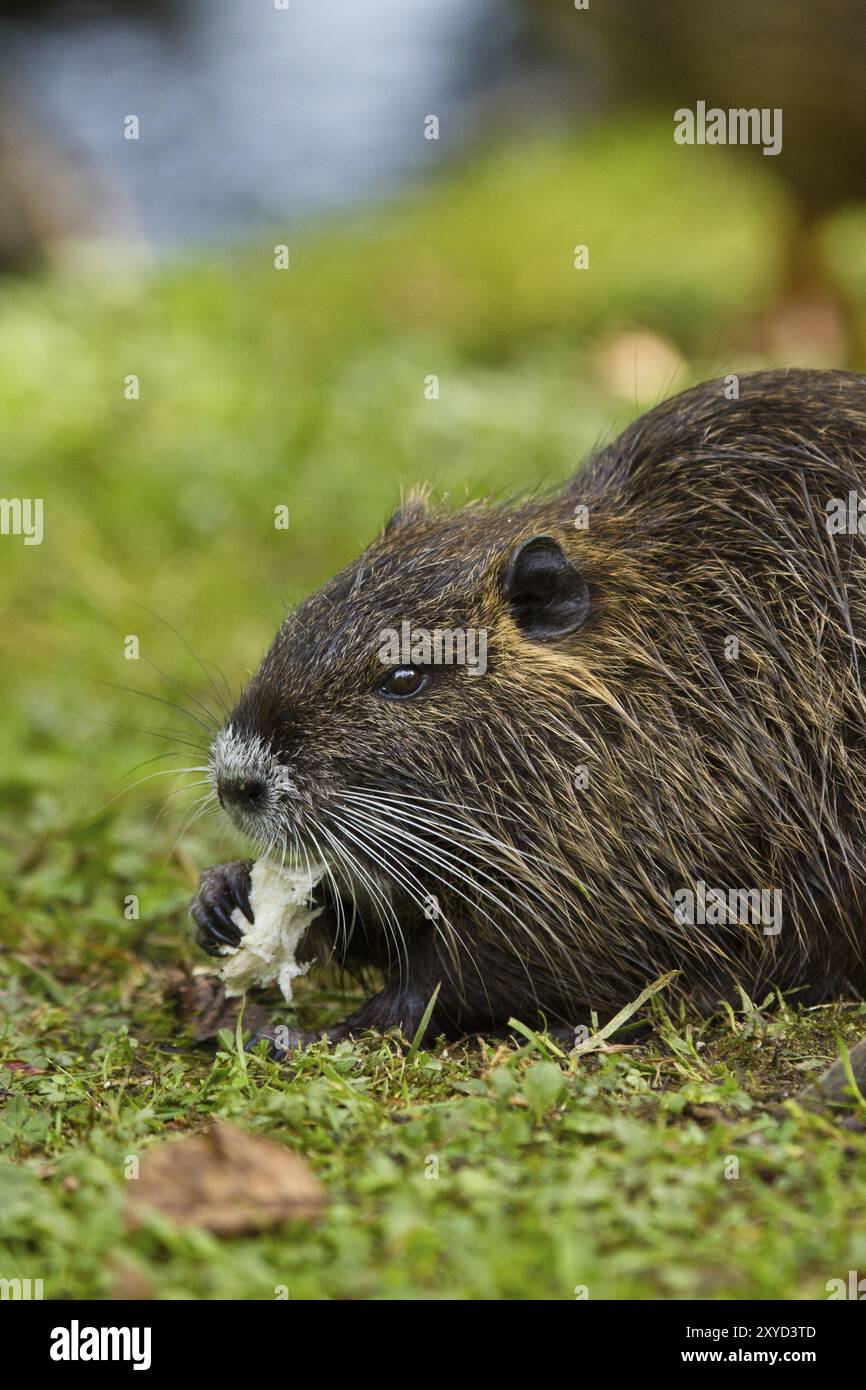 Junge Nutria (Myocastor coypus) Stockfoto