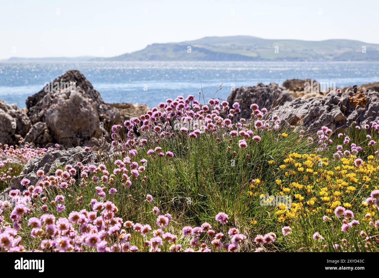 Nelken (Armeria maritima subsp. (maritima) Stockfoto