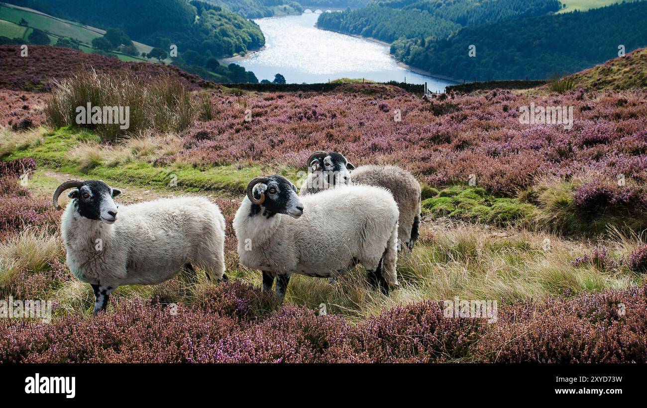 Drei Schwaledale-Schafe auf Ackerland im Upper Derwent Valley, Peak District National Park Stockfoto