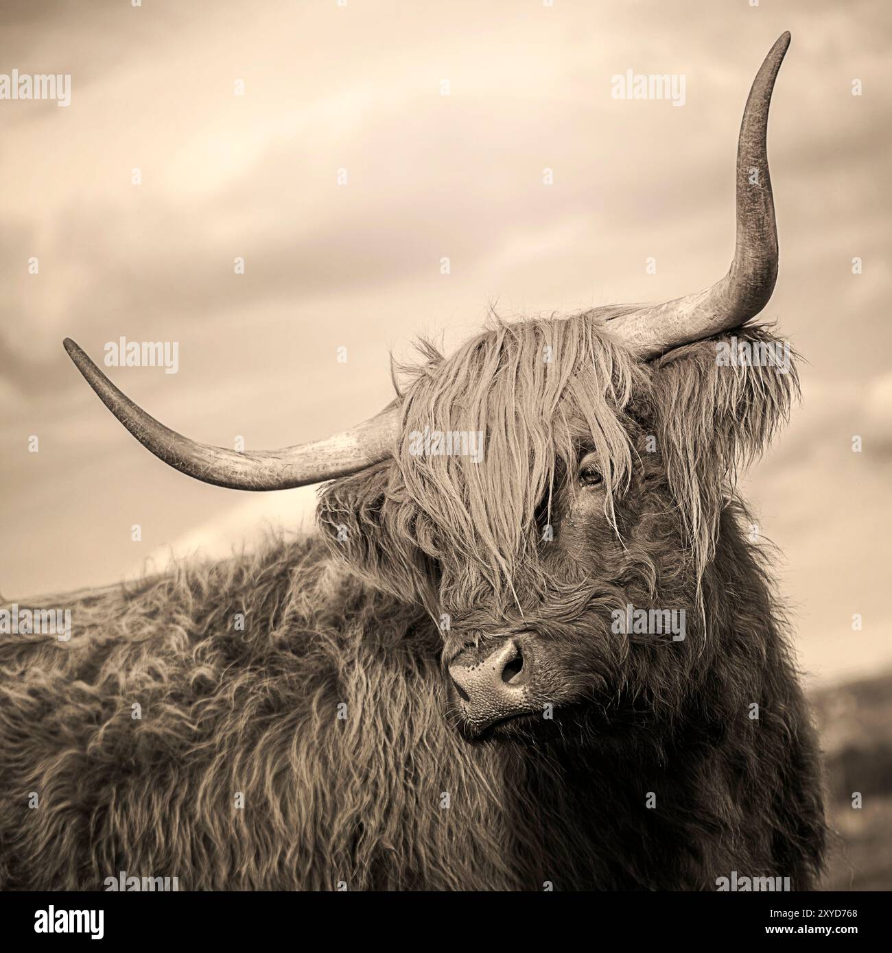 Die Hochlandkuh dreht den Kopf, um in die Ferne zu schauen Stockfoto