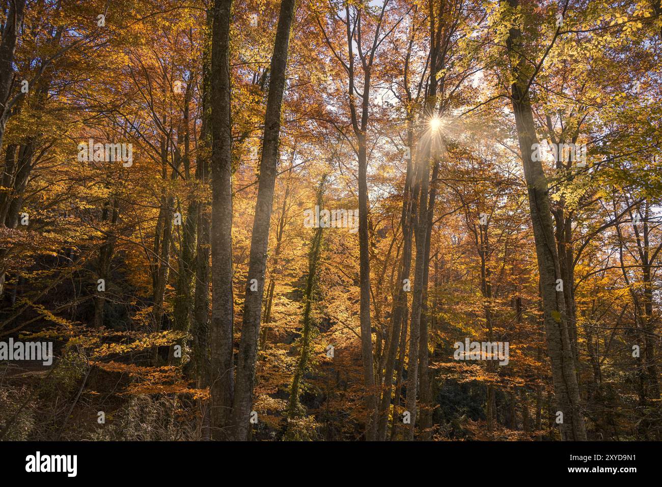 Herbstszene mit Sonnenlicht, das durch die Baumkronen filtert, Buchenwald La Grevolosa, Katalonien Stockfoto