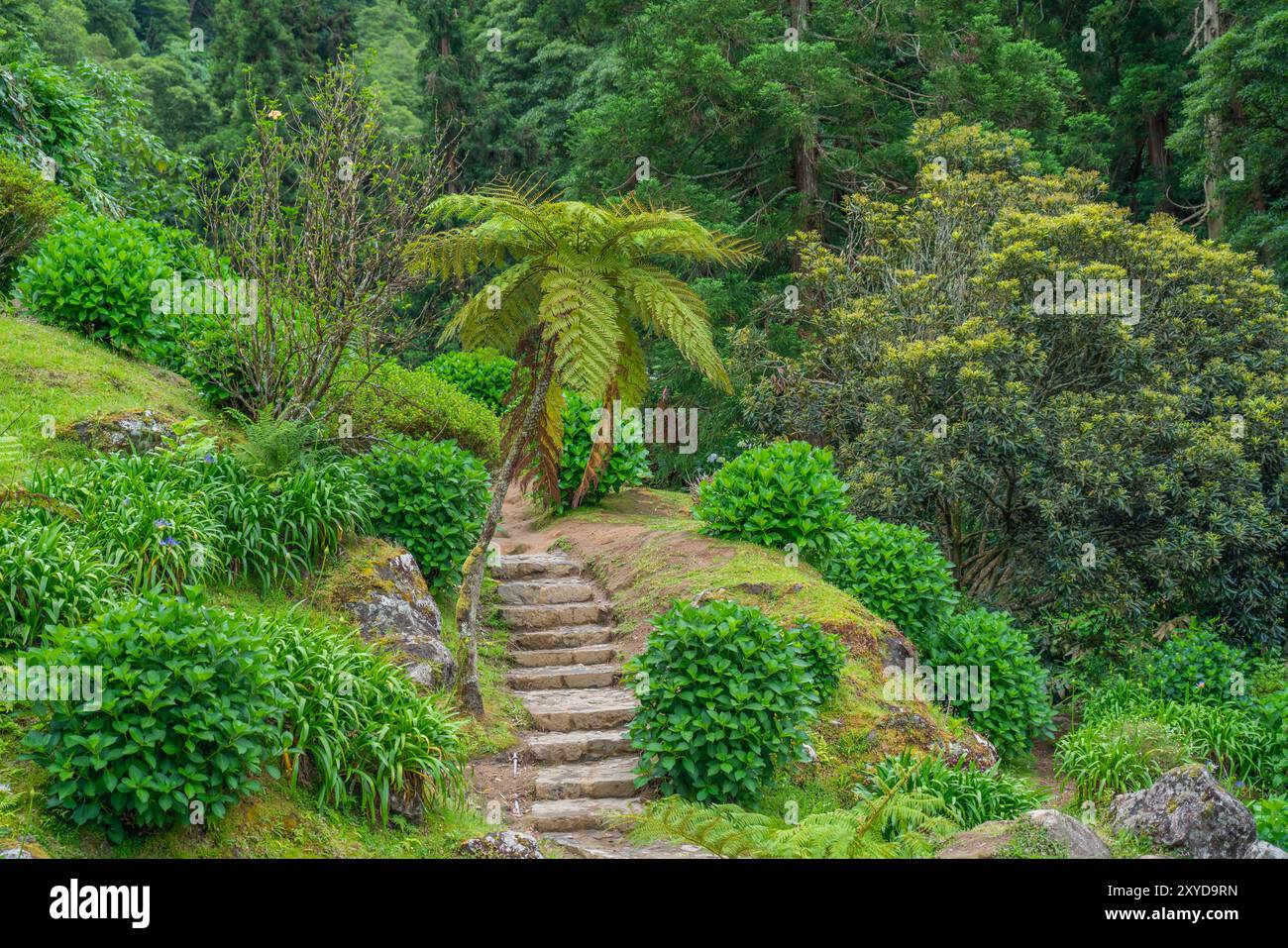 Spaziergang mit einer Palme im Parque Natural da Ribeira dos Caldeiroes, Sao Miguel, Azoren, Portugal Stockfoto