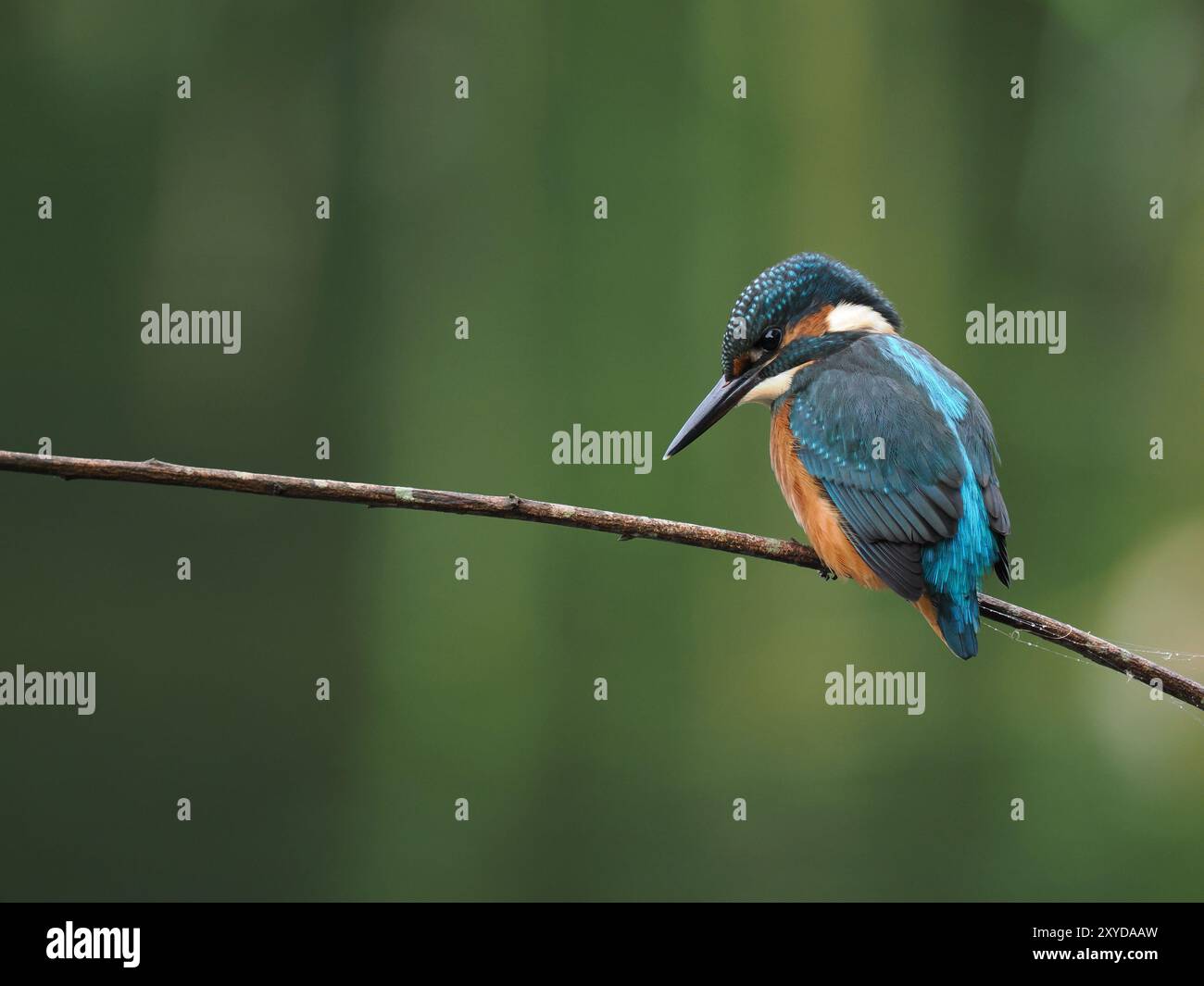 Eisvogel suchen hauptsächlich auf Barschen mit Blick auf das Wasser nach Beute, gelegentlich schweben sie vor dem letzten Tauchgang. Stockfoto