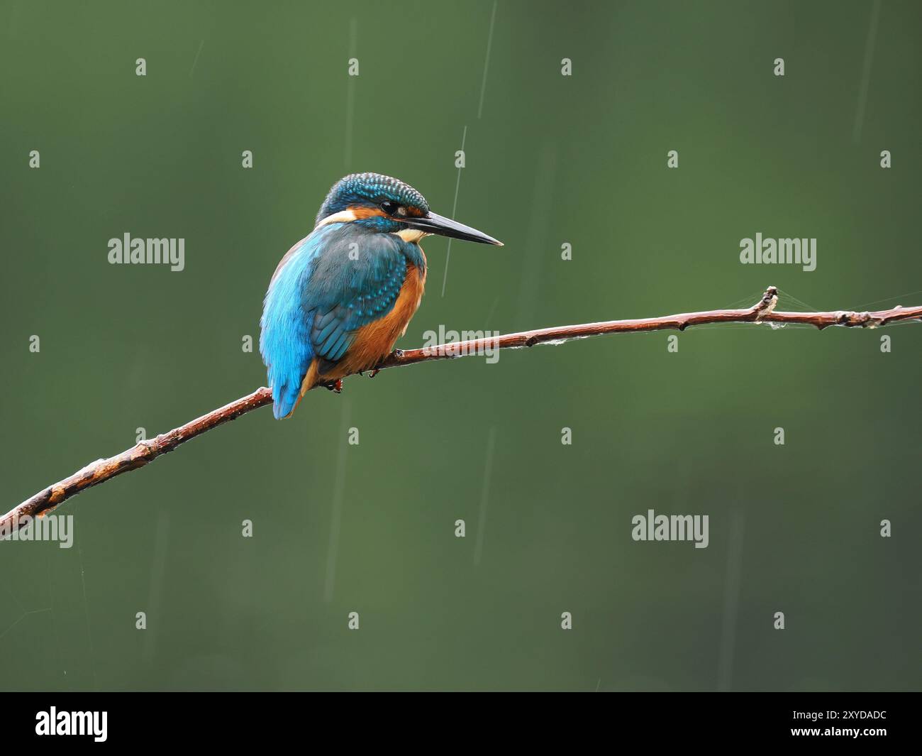 Eisvogel suchen hauptsächlich auf Barschen mit Blick auf das Wasser nach Beute, gelegentlich schweben sie vor dem letzten Tauchgang. Stockfoto