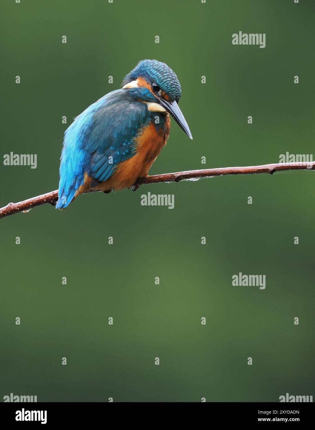 Eisvogel suchen hauptsächlich auf Barschen mit Blick auf das Wasser nach Beute, gelegentlich schweben sie vor dem letzten Tauchgang. Stockfoto