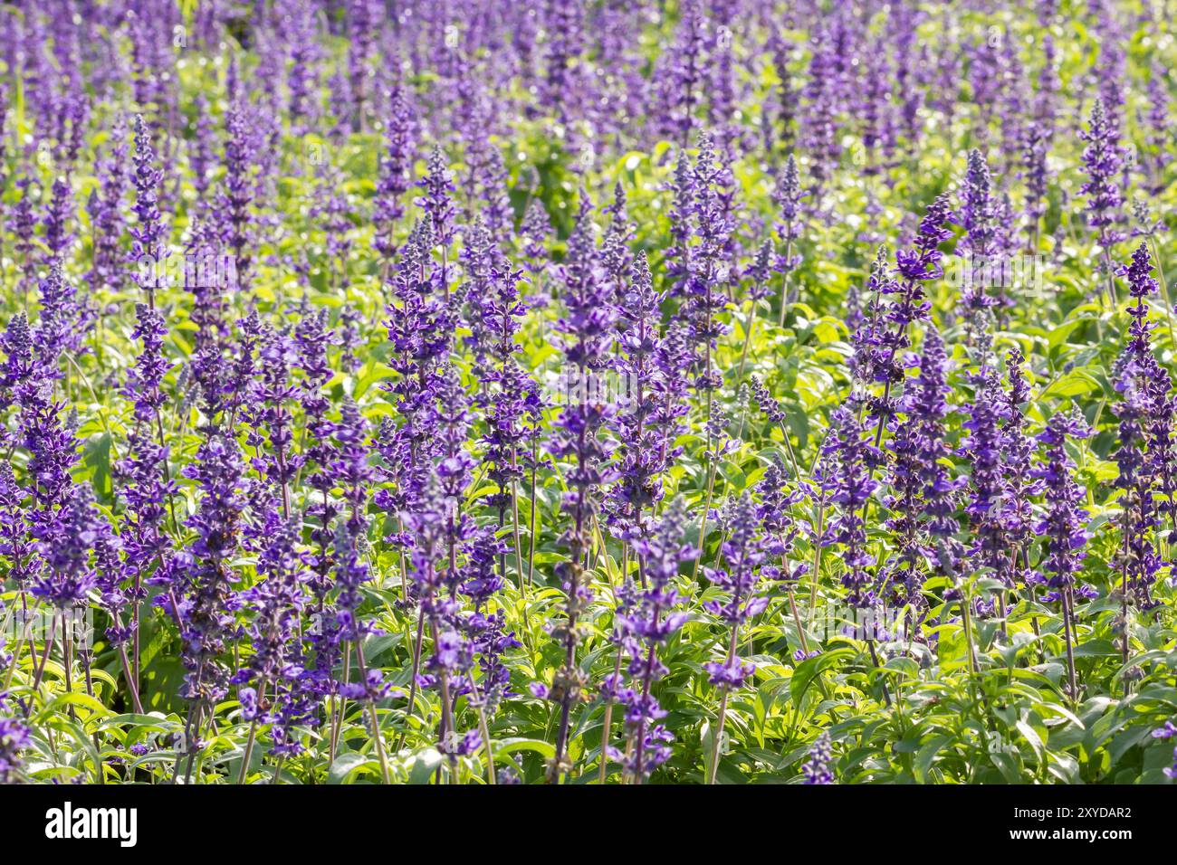 Wiese mit blühenden blauen Salvia Kräuter Blumen. Blaue Salvia ist die Pflanze in der Familie der Lippenblütler. Stockfoto