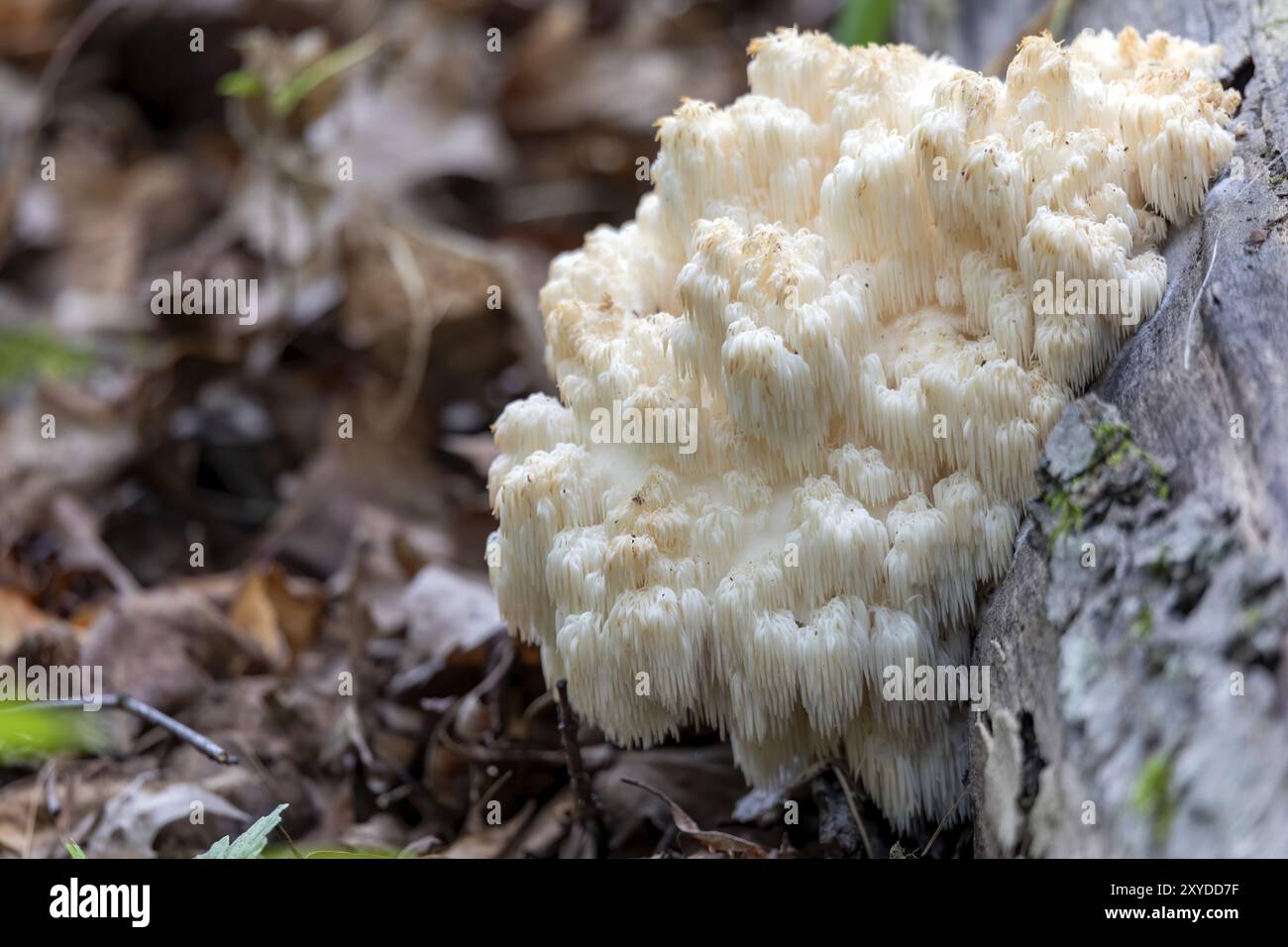 Hericium erinaceus auch Affenkopfpilz genannt, bärtiger Zahnpilz, Satyrbart, bärtiger Igelpilz, Pompon-Pilz, oder bärtig Stockfoto