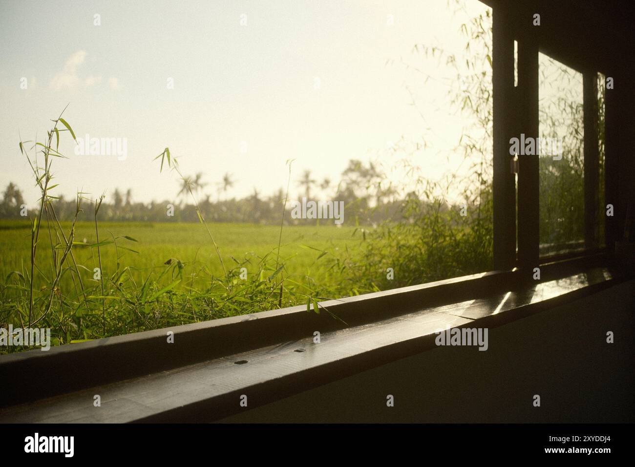 Atemberaubender Blick auf das Reisfeld vom Panoramafenster aus auf dem Land Stockfoto