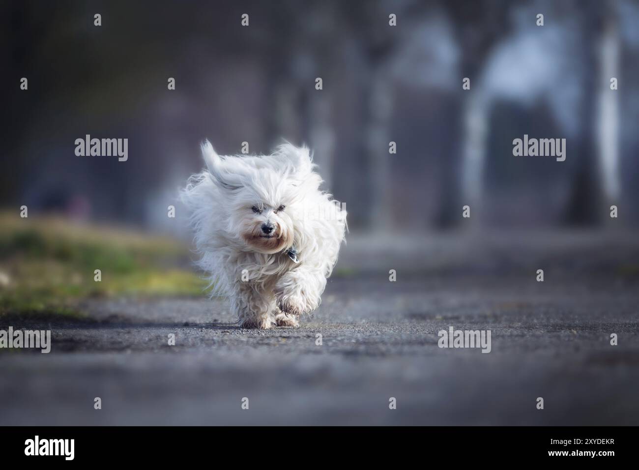 Kleiner weißer Hund läuft auf die Kamera zu Stockfoto