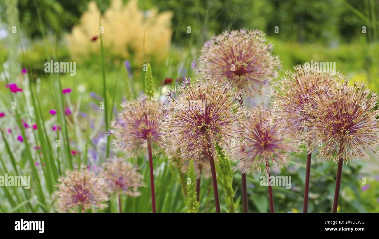 Zierzwiebeln, lila Blumenkugeln im Garten, Zierzwiebeln Allium, lila Blumenkugeln im Garten Stockfoto