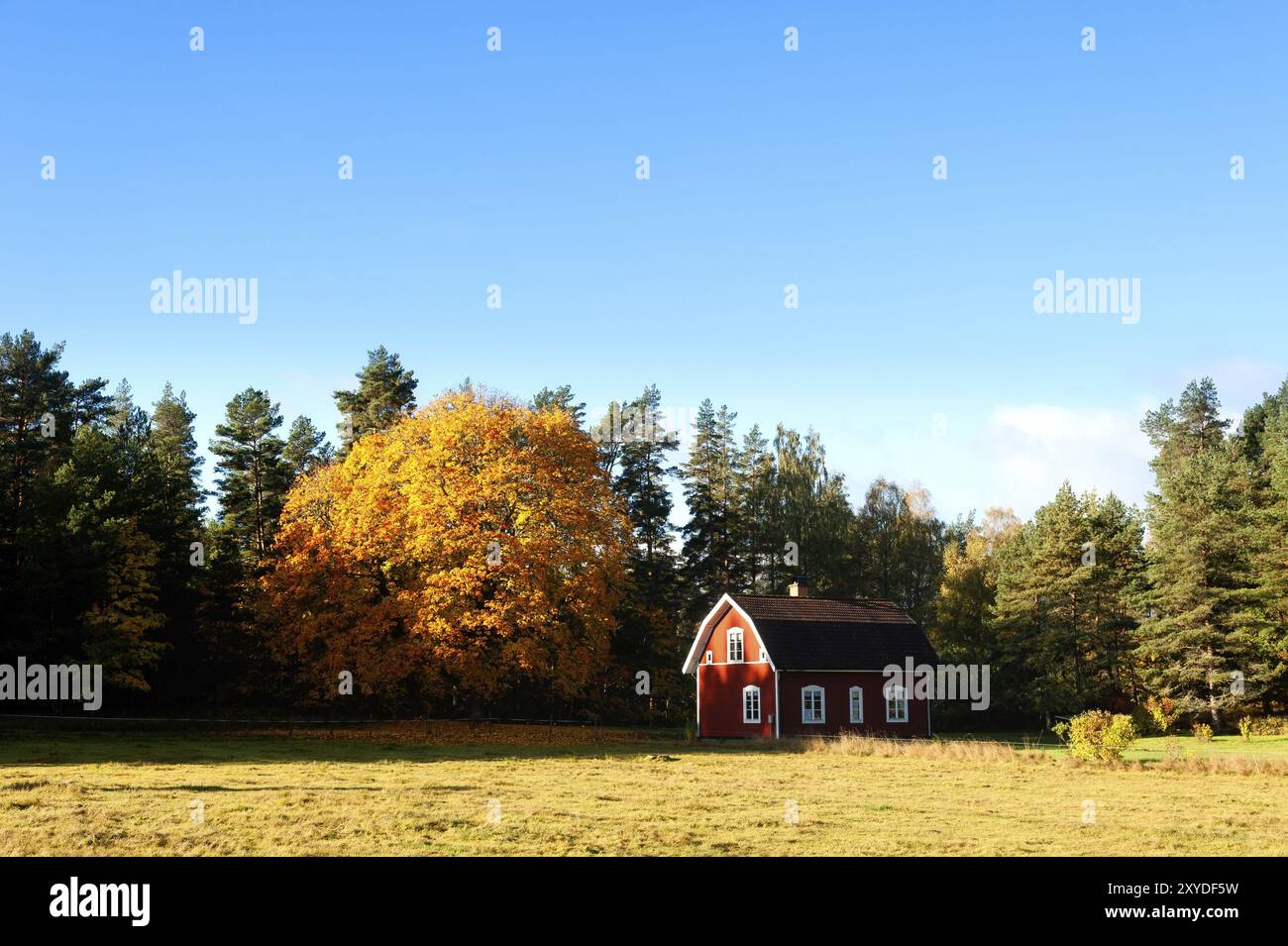 Schwedisches Haus in einer herbstlichen Landschaft. Daneben ein herrlicher Ahornbaum. Schwedisches Haus in herbstlicher Landschaft. Außerdem ein prächtiger Ahorntrichter Stockfoto