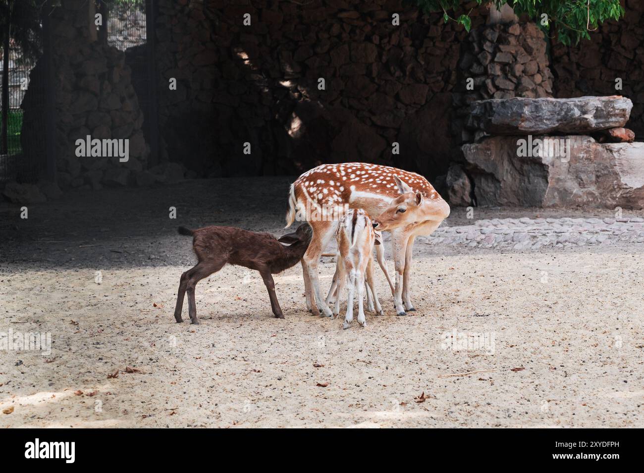 Baby-Rehkitz wird mit Muttermilch gefüttert. Ein Bild aus dem Zoo Stockfoto