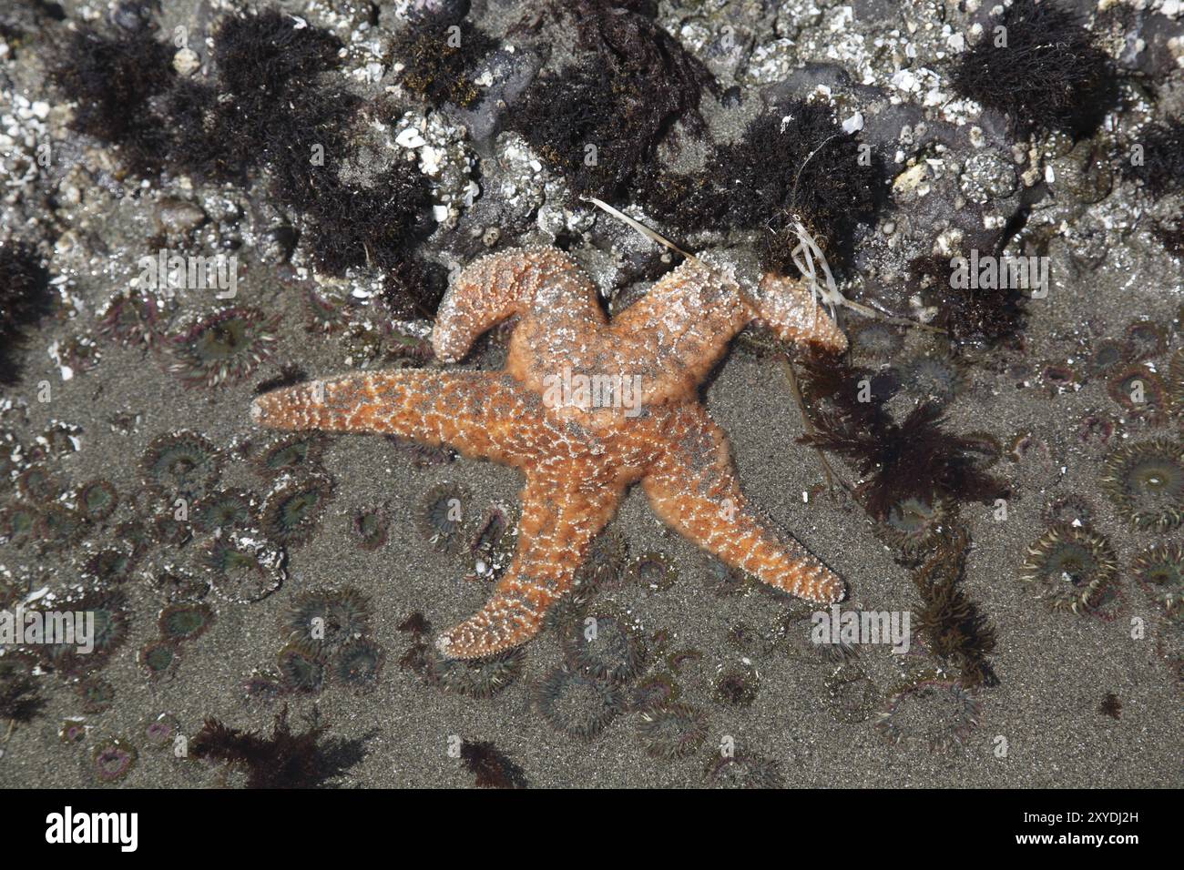 Seesterne im Gezeitenbecken, Shi Shi Beach Stockfoto