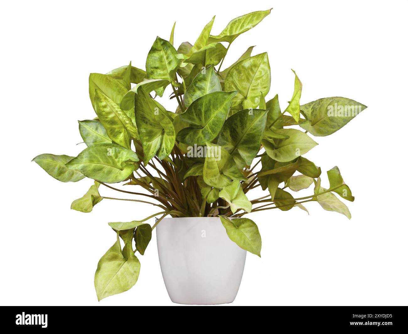 Lila Lilie, Syngonium podophyllum in einem weißen Cachepot Stockfoto