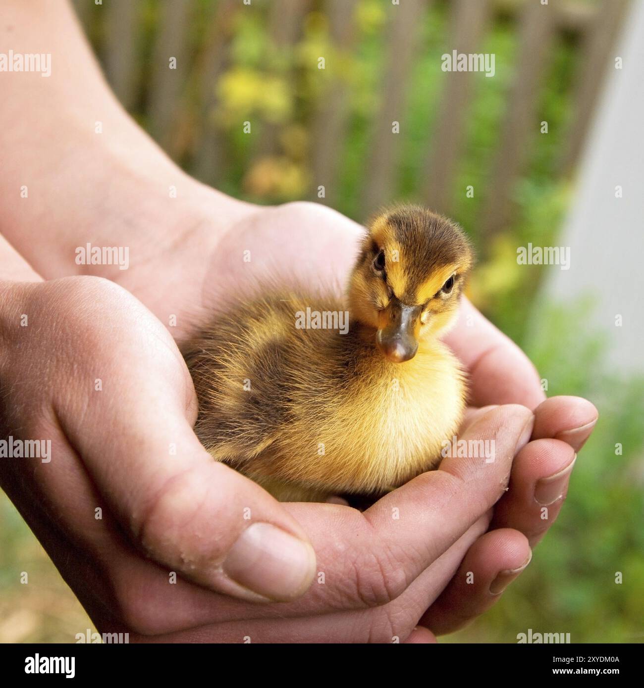 Hände eines Afarmers, der ein Entlein im Garten hält Stockfoto